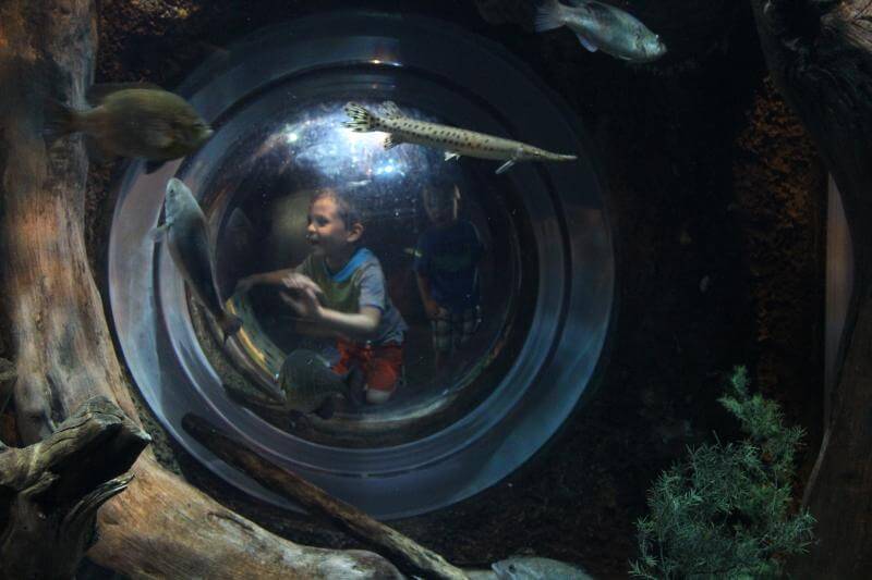 Stilettos and Diapers: Georgia Aquarium with kids