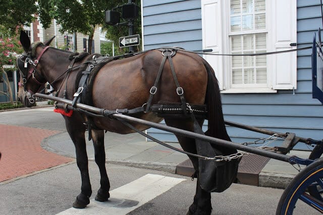 Charleston City Carriage Tour 