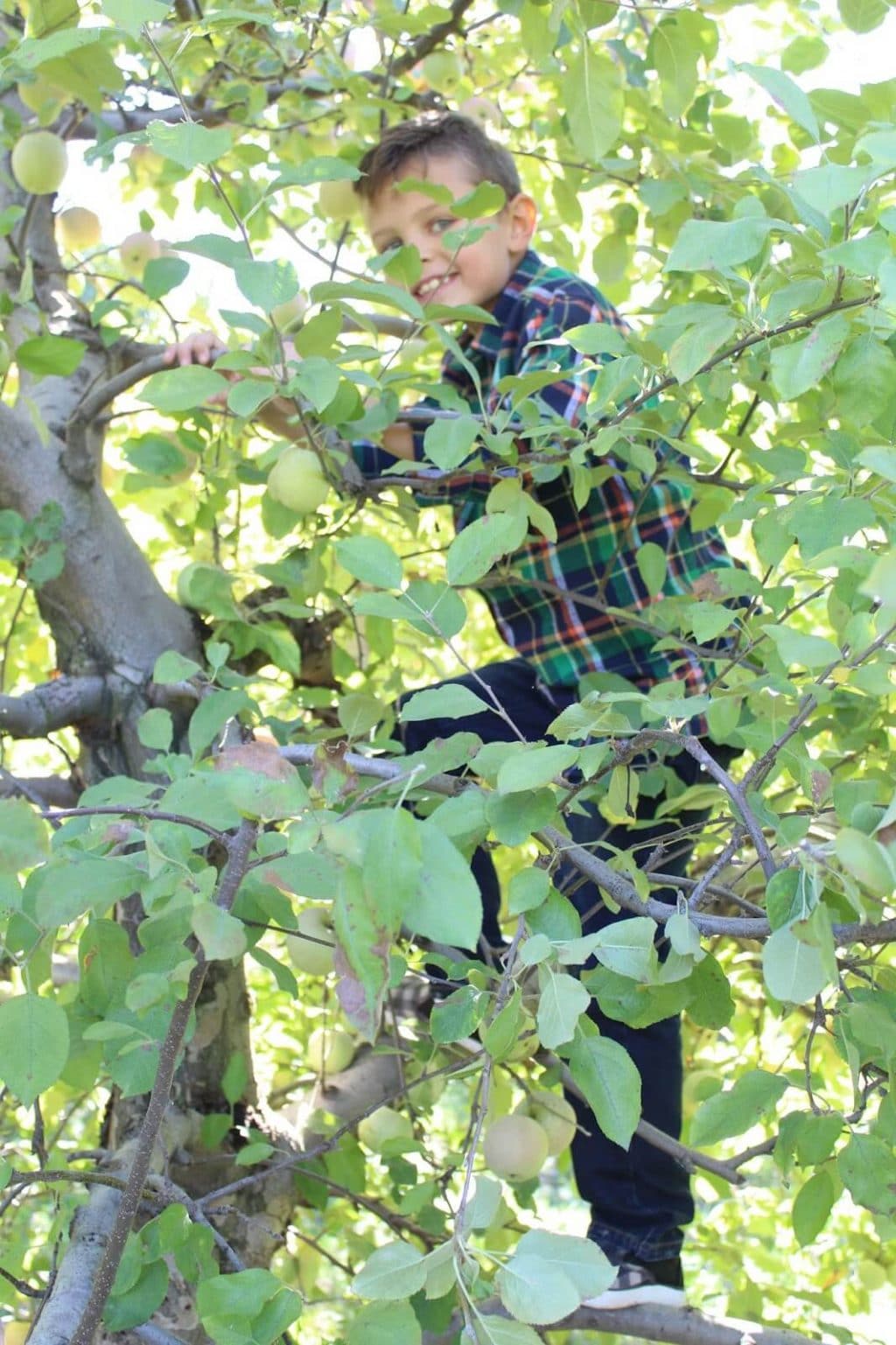Family Apple Picking, FabKids outfit 