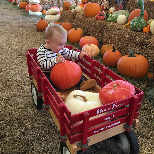 Stilettos and Diapers Pumpkin Patch