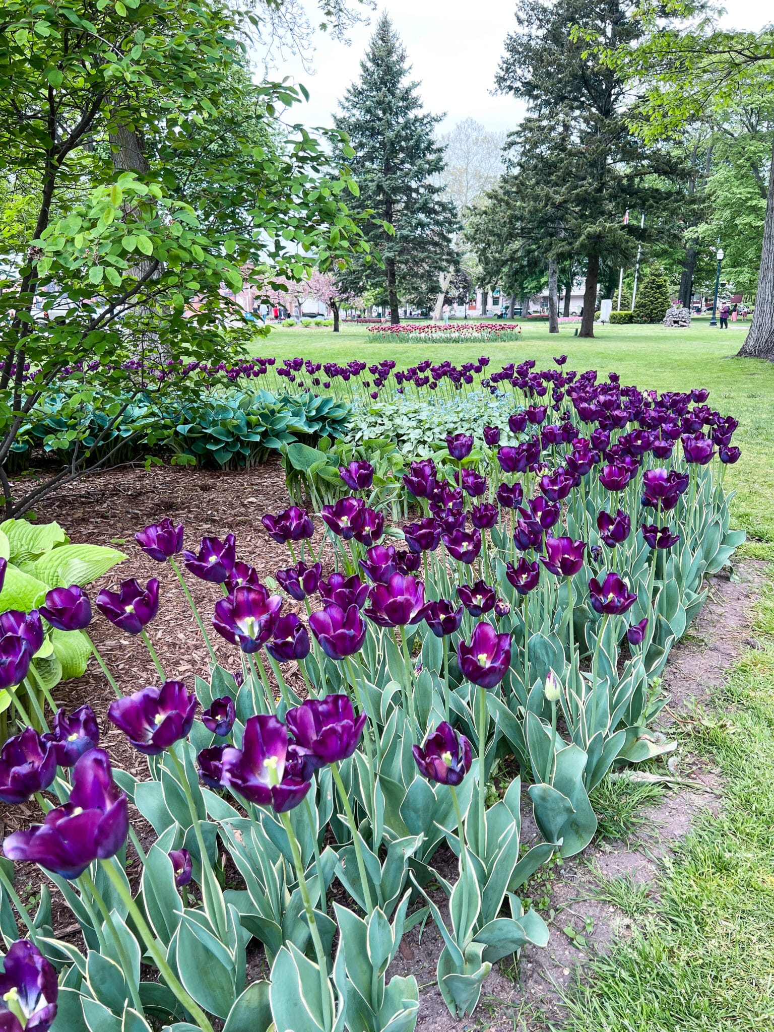 Tulip Time, Tulip festival Holland Michigan, Stilettos and Diapers