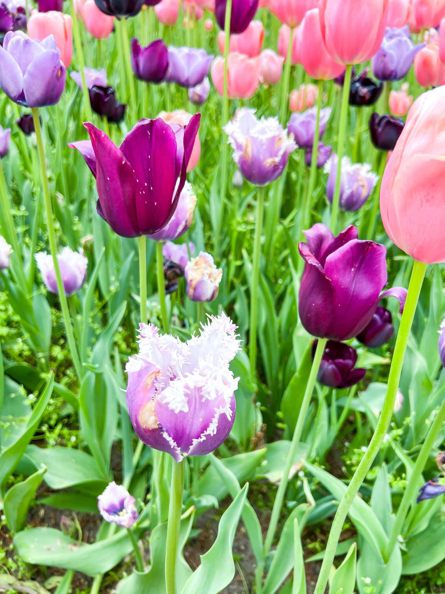 Tulip Time, Tulip festival Holland Michigan, Stilettos and Diapers