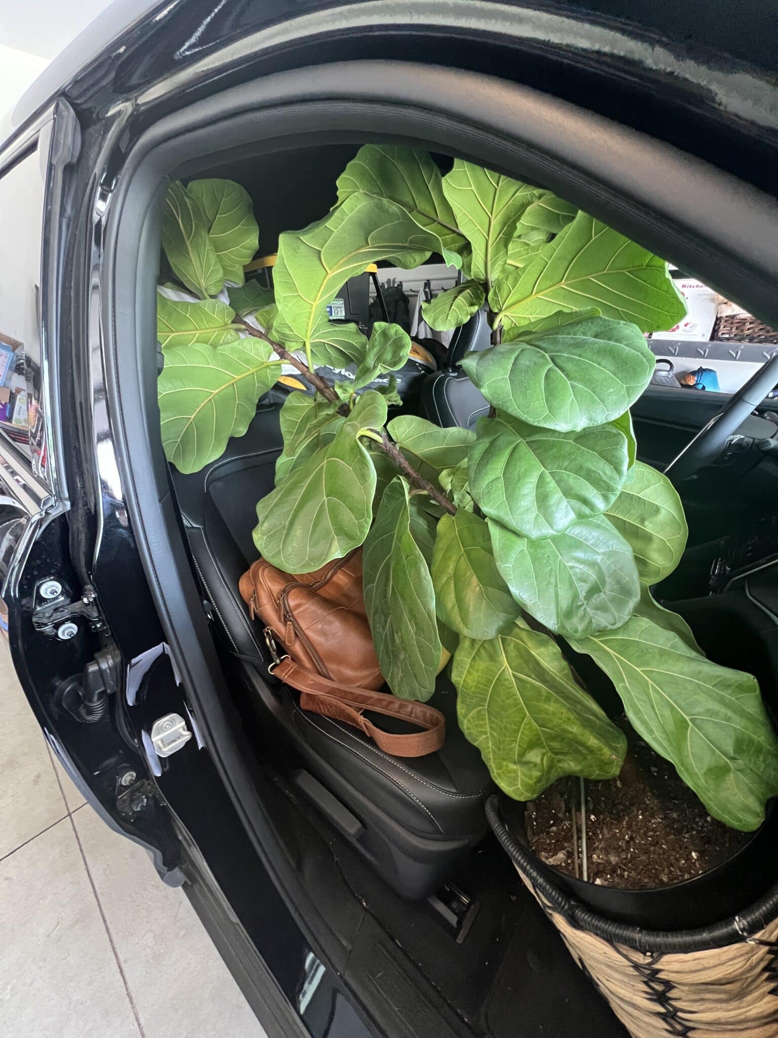 Moving with plants